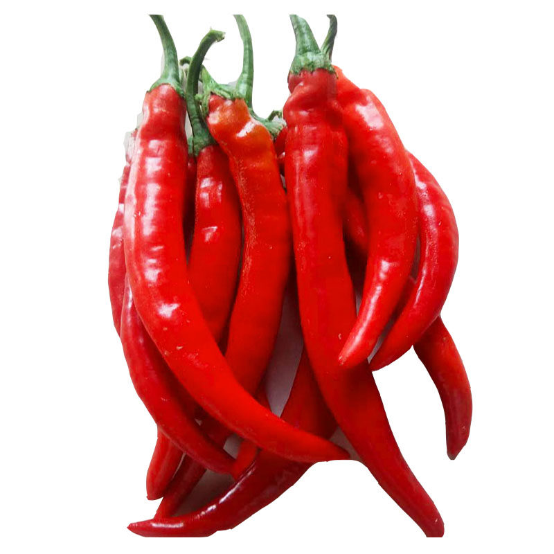 现摘新鲜红辣椒农家肥料种植特辣大红红椒尖椒辣椒酱其它