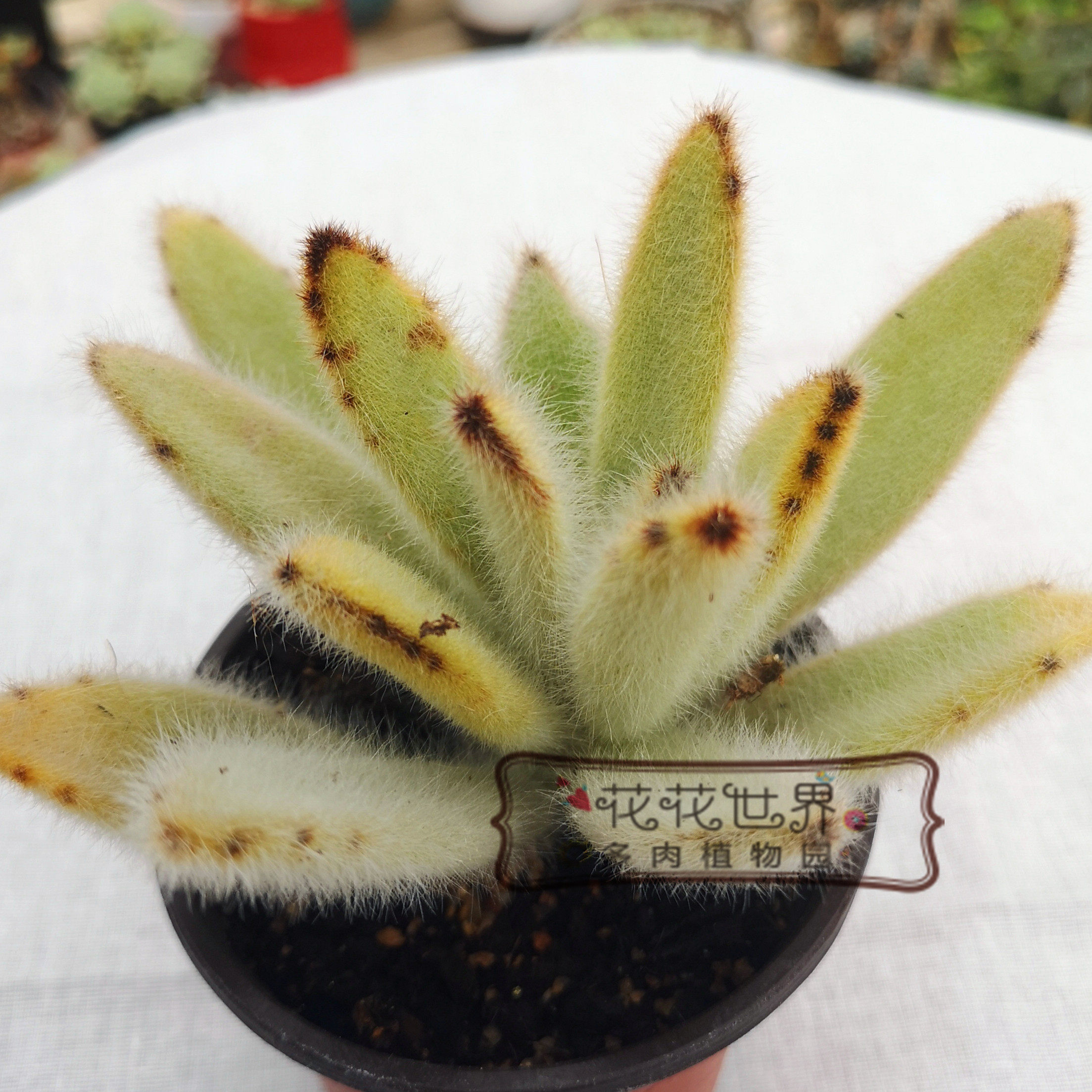 花花世界多肉闪光兔耳朵超大单头老毛绒绒稀有货多植物多肉植物