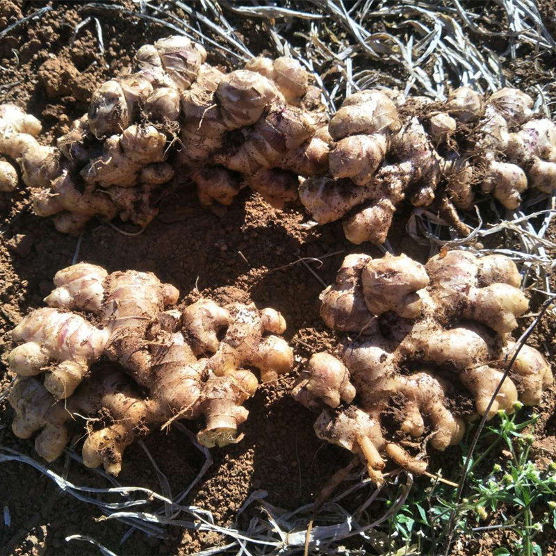 云南高原新鲜小黄姜9斤 月子姜新姜生姜野生纯黄肉土山姜非老姜母