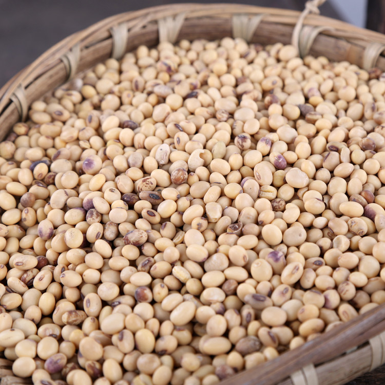 黄豆四川土黄豆子小黄500克大豆豆花2020新豆老黄豆