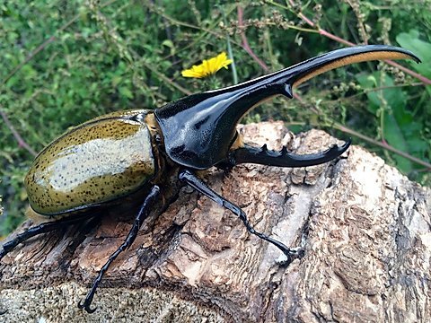 独角仙幼虫活体昆虫宠物巨型长戟大兜虫成虫甲虫宠物锹甲巨型深山