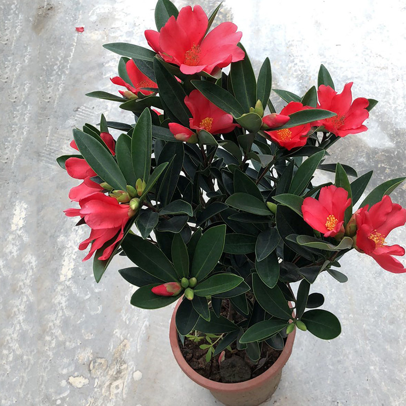 四季茶花杜鹃红山苗木开花花苞盆景花卉