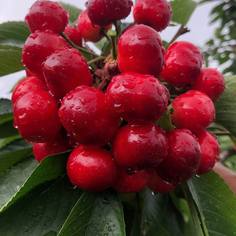 甘肃天水大樱桃新鲜水果35斤应季当季整箱国产车厘子西北特产