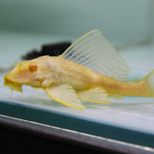 红眼女王大帆 异型清道夫 吃鱼屎吃青苔 龙鱼配鱼热带鱼 活体包活