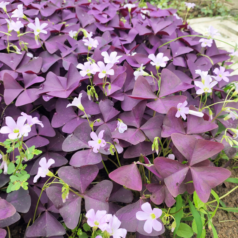 紫叶酢浆草种球紫蝴蝶绿植幸运草盆栽紫酱草花家庭园艺种子