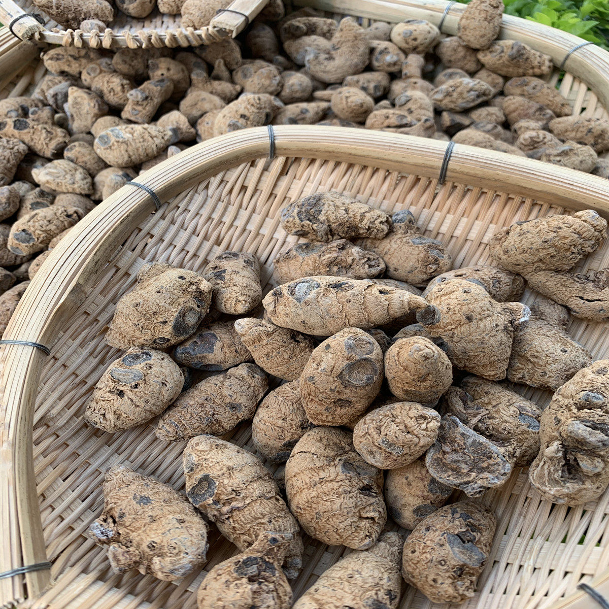 跌打损伤疼痛正品 泡酒料药酒料250g 中药材 血三七云南野生特产