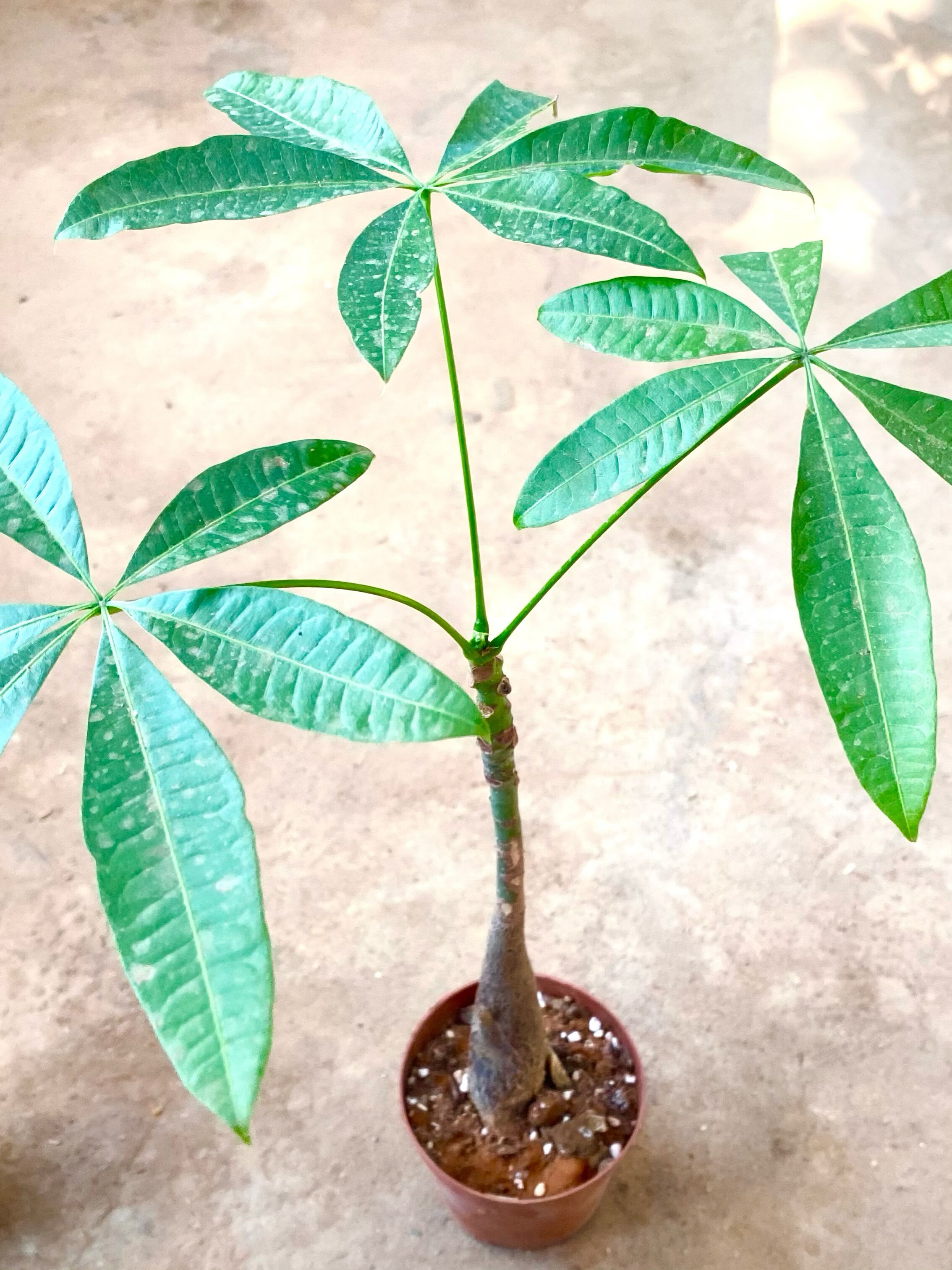 辫子发财树小盆栽树苗独杆花卉植物绿植