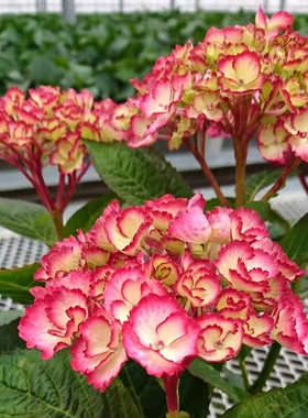 梅尔蒂之恋锯齿边球形大花单瓣绣球