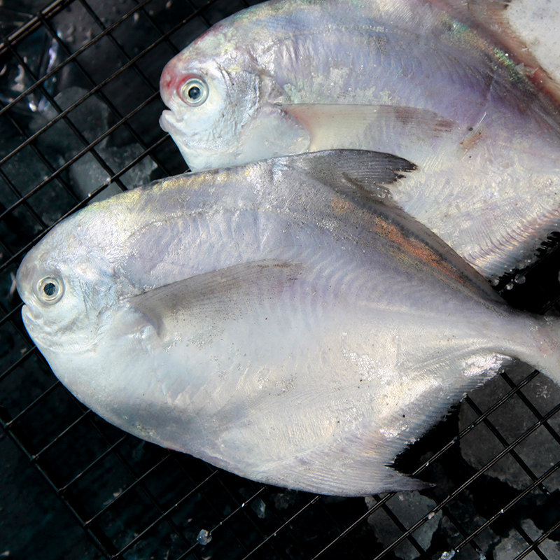 野生银鲳鱼5斤鲜活海鲜冷冻 深海白鲳鱼新鲜水产平鱼昌鱼海鱼扁鱼