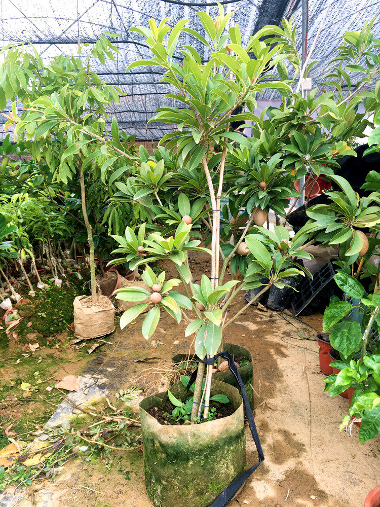 特大果软枝人心果树树苗人参果四季结果大苗成树带果树