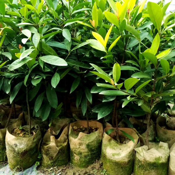 新品种特大岭南黄金山竹苗阿洽洽恰恰红肉山竹果果树