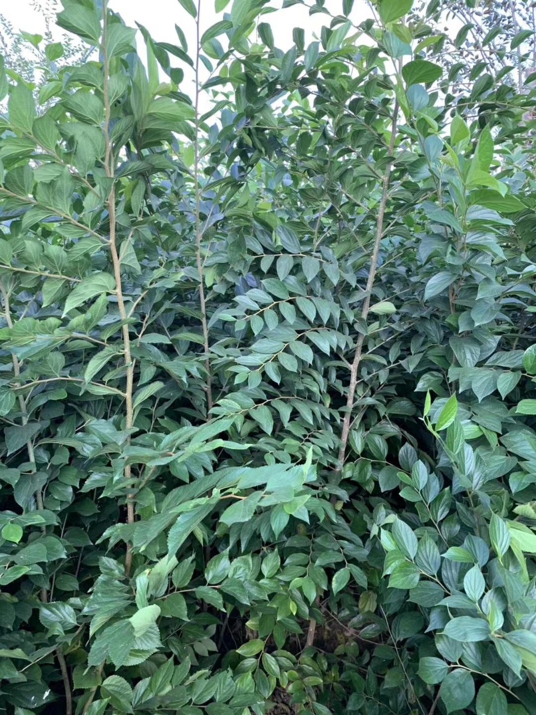 朴树树苗小苗小叶庭院行道绿化工程行道树