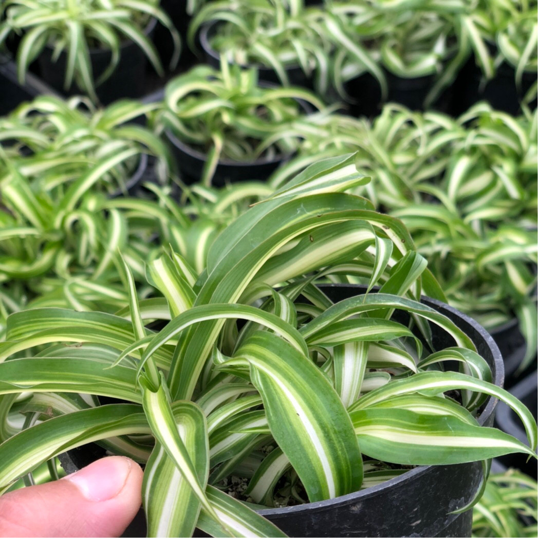 卷叶吊兰法国女郎邦尼去除甲醛桌面客厅阳台绿植