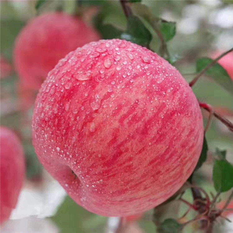 陕西白水有机苹果特级果 扶贫农产品 8斤礼盒装