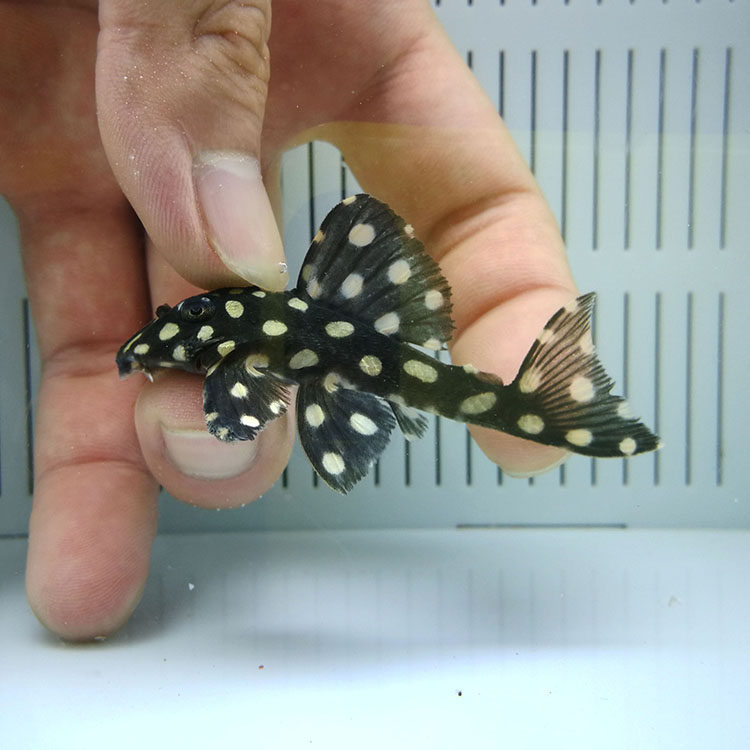 鱼跃南美异形l471大点皇后雪球清道夫淡水活体鱼