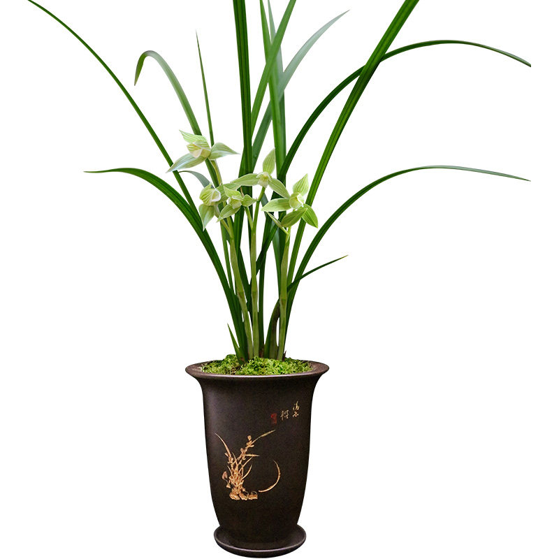 沁鲜园春剑国兰老种名品素花天鹅素室内花卉送礼盆栽