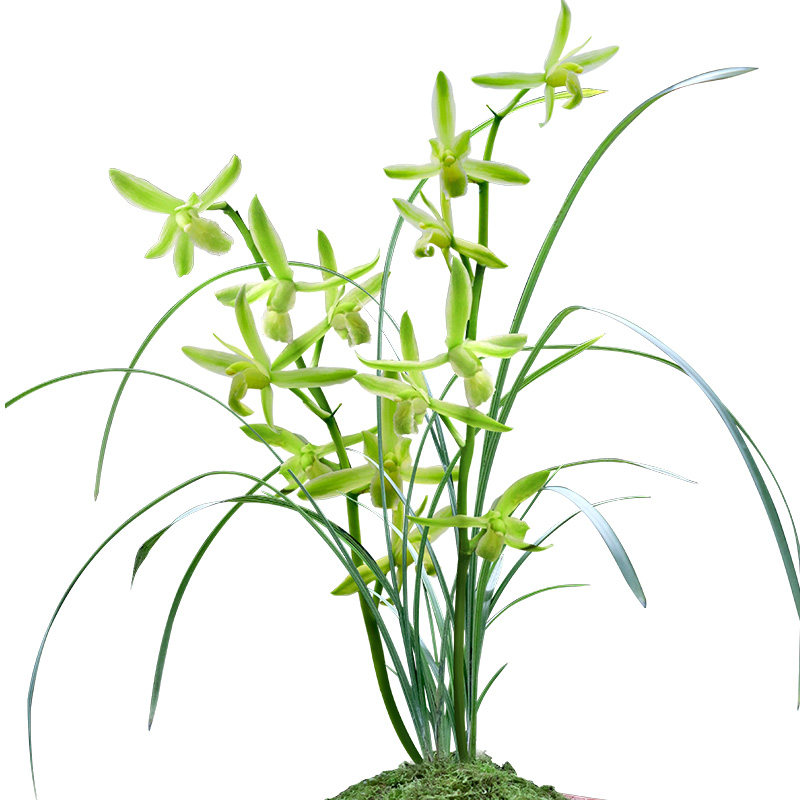 蕙兰兰花沁鲜园老种名贵兰草苗盆栽矮种花苞兰素花卉