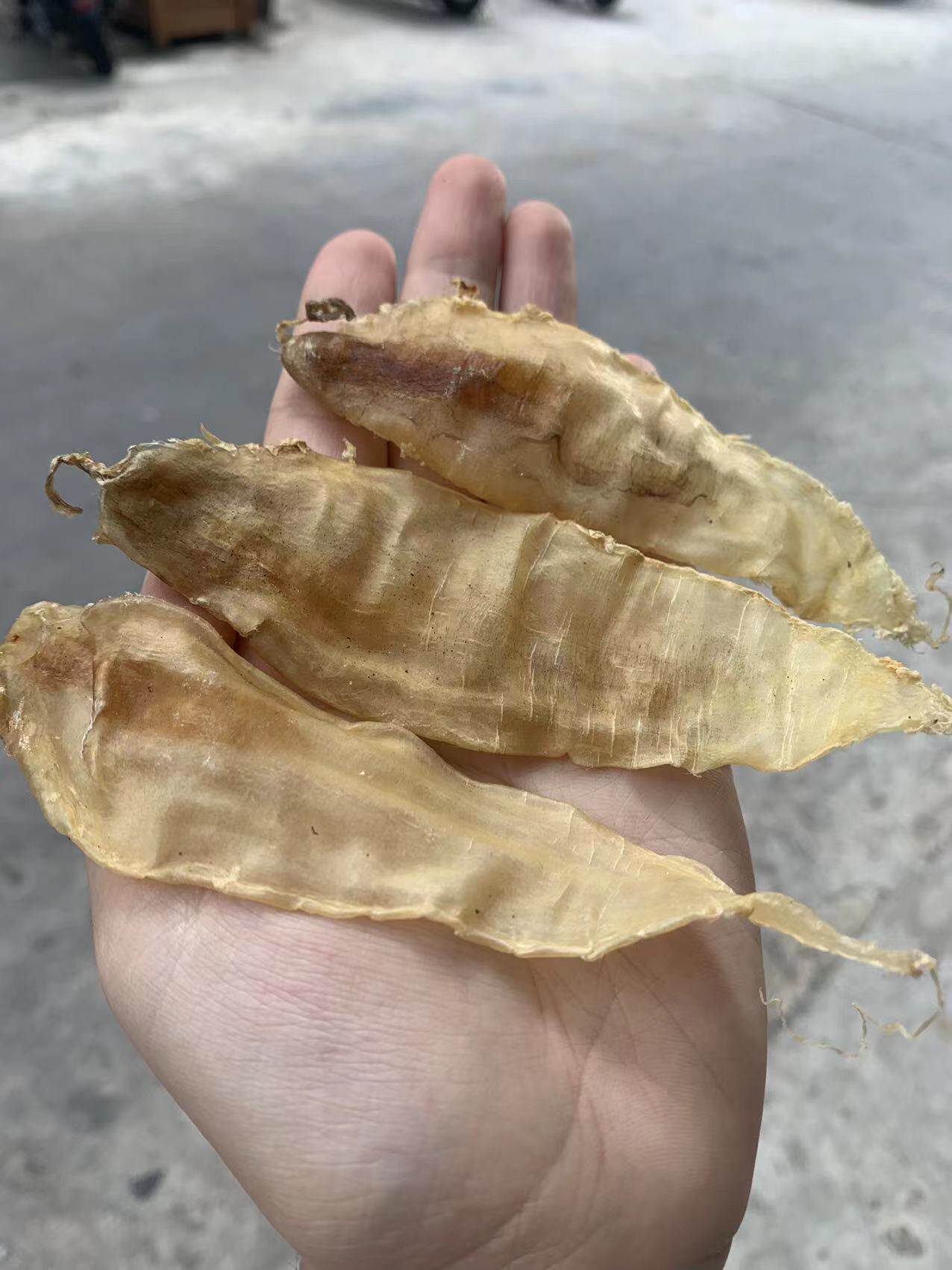 大口赤嘴公鳘鱼胶野生花胶鱼鳔鱼肚备孕月子花胶