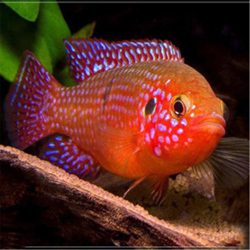 红宝石鱼血钻鱼热带鱼球型慈鲷马鲷科招财观赏鱼包邮包鱼