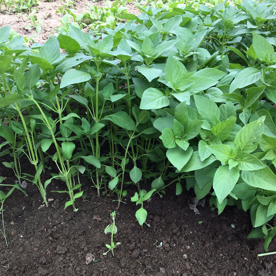 河南特产新鲜荆芥菜苗大叶食用嫩茎凉拌调味叶菜类