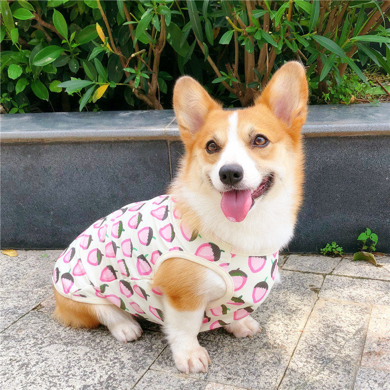 狗狗衣服夏装秋装薄款小型犬柯基犬宠物可爱宠物服装