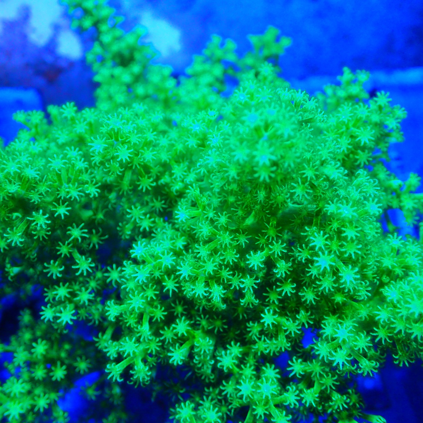 啃牙树绿麦穗圣诞树珊瑚软体lps海水水缸活体其它水族宠物