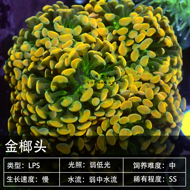 珊瑚海水榔头气泡海葵观赏鱼鱼缸活体生物快递珊瑚