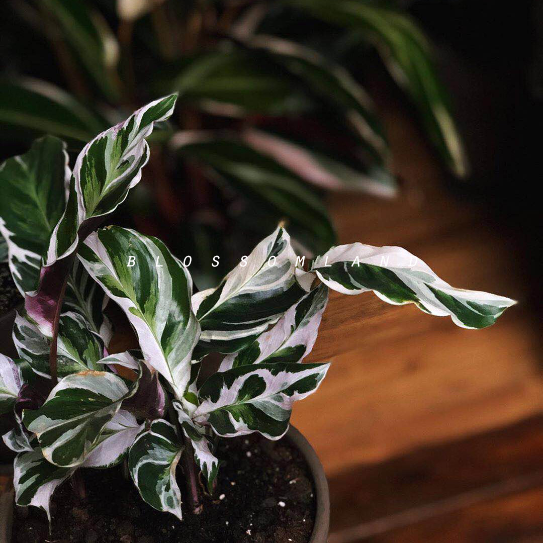 暖暖半岛 荷兰白油画竹芋 ins风观赏绿植格调盆栽夏季室内装饰