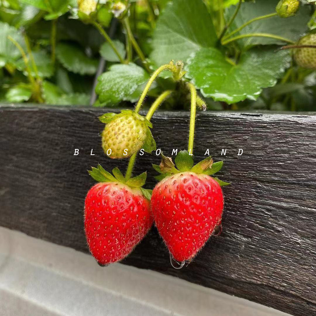 暖暖半岛草莓可食用白蜜香桃香美味雪天使ae盆栽果树