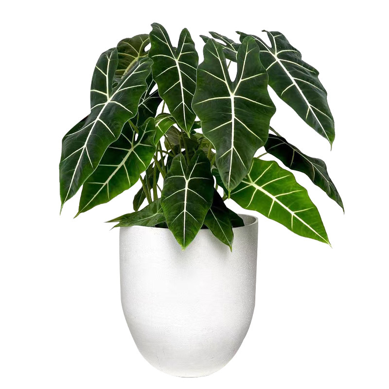 绿植暖暖半岛天鹅绒海alocasiafrydek室内网红ins丝绒绿植