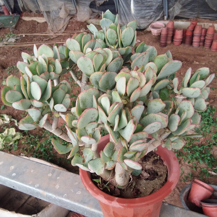 花月蓝鸟盆栽玉树燕子掌多植物黄金黄金花金枝玉叶多肉植物