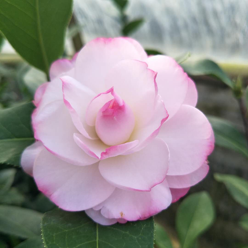 茶花新品种姚黄魏紫云名贵稀有嫁接原生树苗庭院时令草本花卉