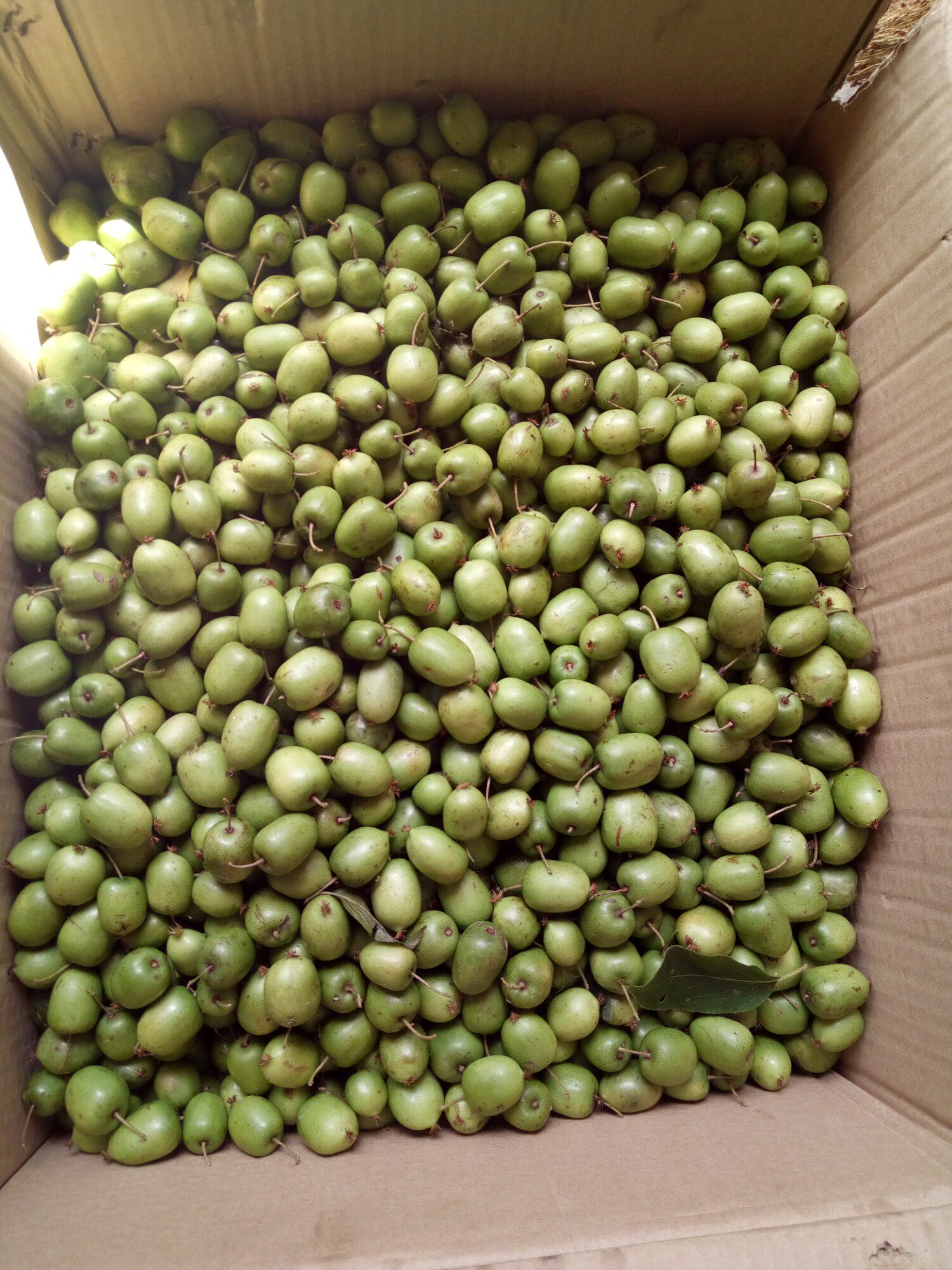 枣子东北北野生圆长白山小猕猴猕猴桃奇异莓果5000g10奇异果