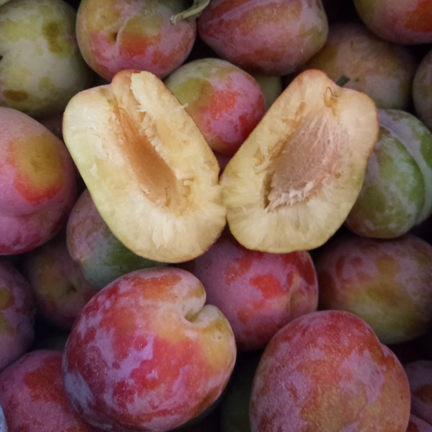 东北干碗鸡心李子新鲜好吃吉胜桃型大红红袍李子