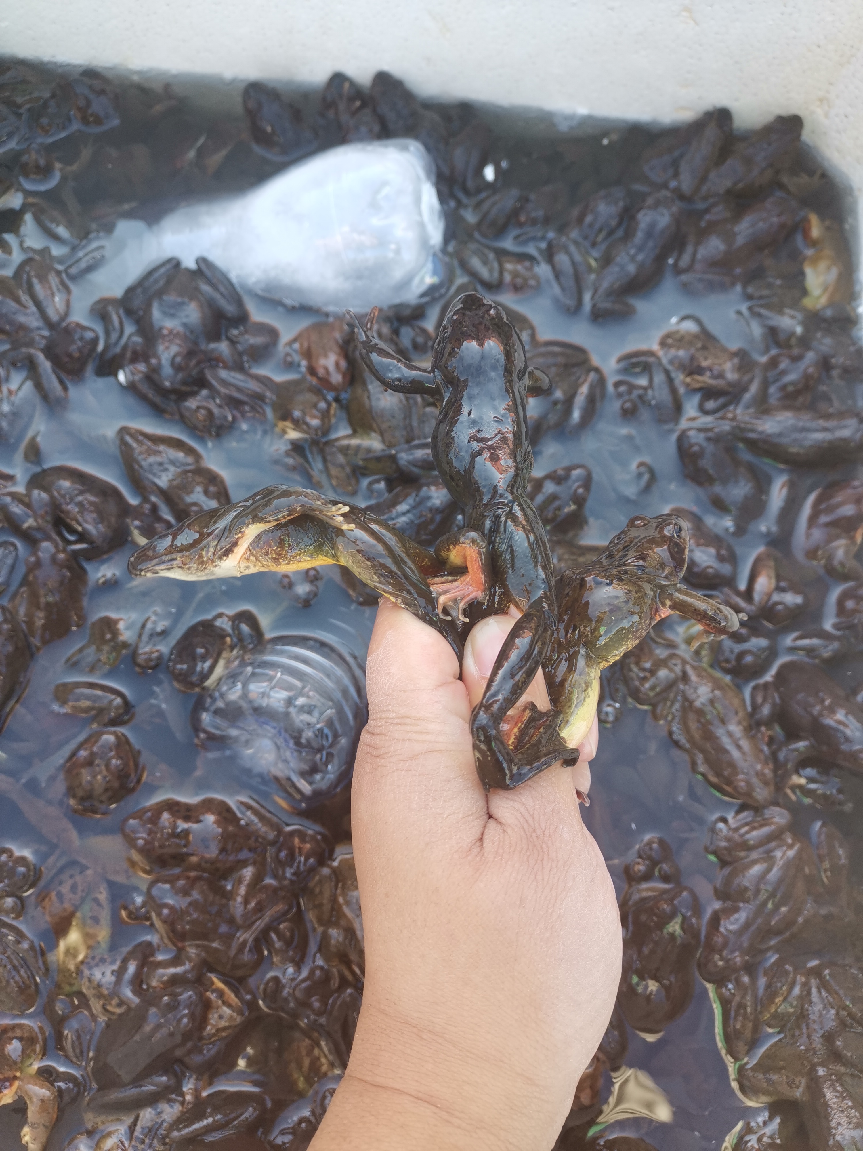 1斤23只东北吉林长白山鲜活公林蛙活体蛤蟆大公狗500g3斤包邮顺丰