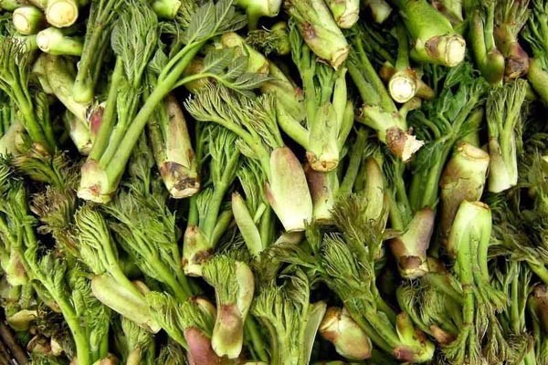 东北长白山野生刺老芽头茬吉林山野菜刺嫩芽刺龙芽1000g2斤装包邮