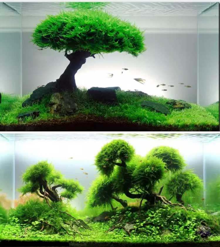 活体水草莫斯树鱼缸造景装饰植物沉木莫斯树林景迎客松懒人易活