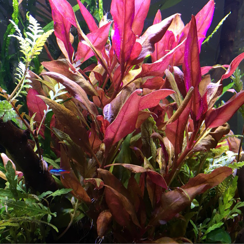 懒人植物易活血心兰自家水草水中叶中景后景草鱼缸造景草缸装饰