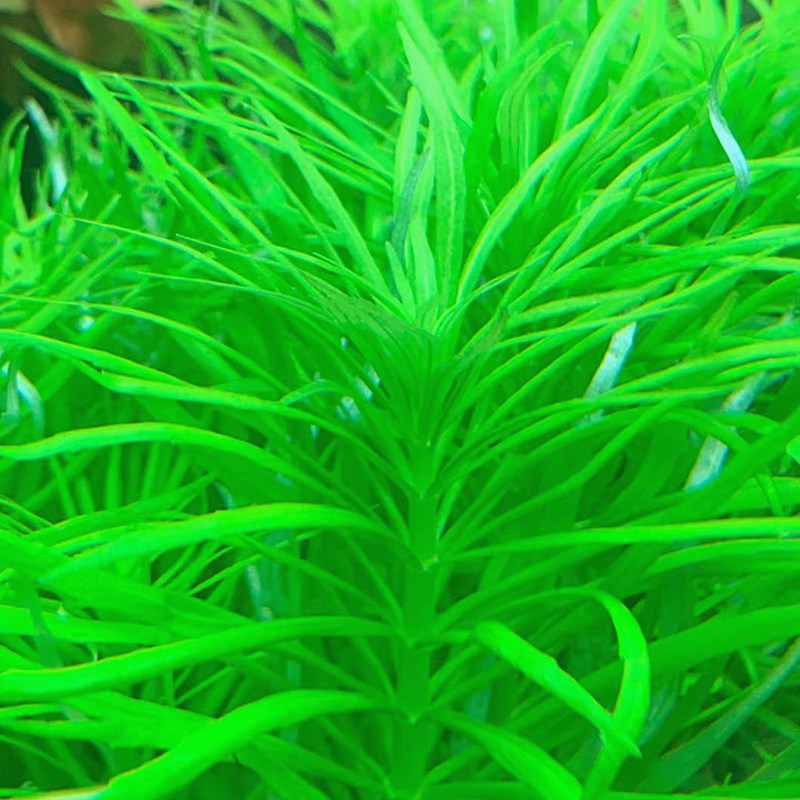 百叶活体水草鱼缸造景草缸植物巴西叶绿水下水草