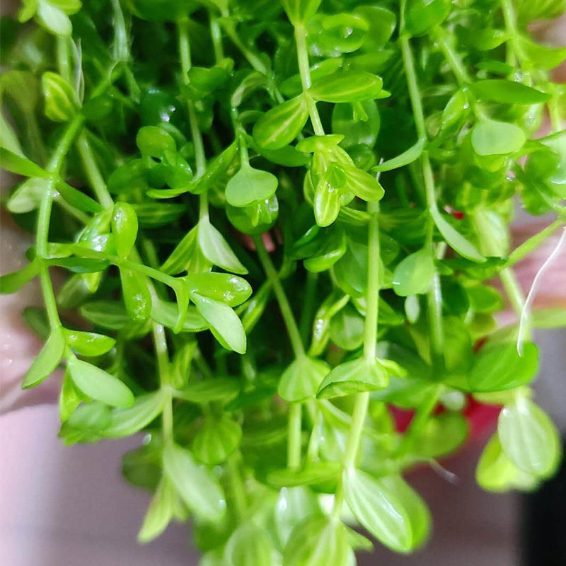 西瓜水草秘鲁瓜子草水中叶自家家养单株叶缸水草