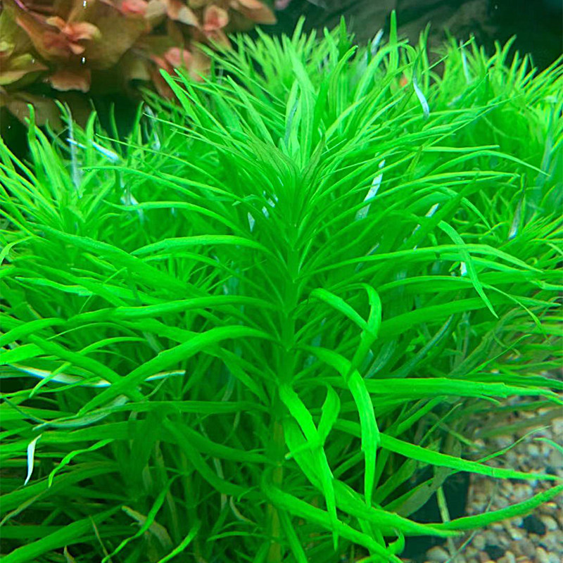 百叶活体水草鱼缸造景草缸植物巴西叶绿水下水草
