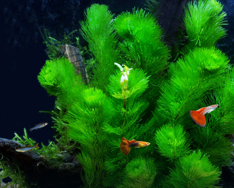 鱼缸装饰新手易活中后景植物活体懒人真水草绿水草