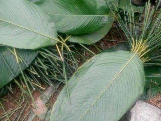 海南粽子子叶野生大粽叶新鲜柊叶现摘一把50张树叶