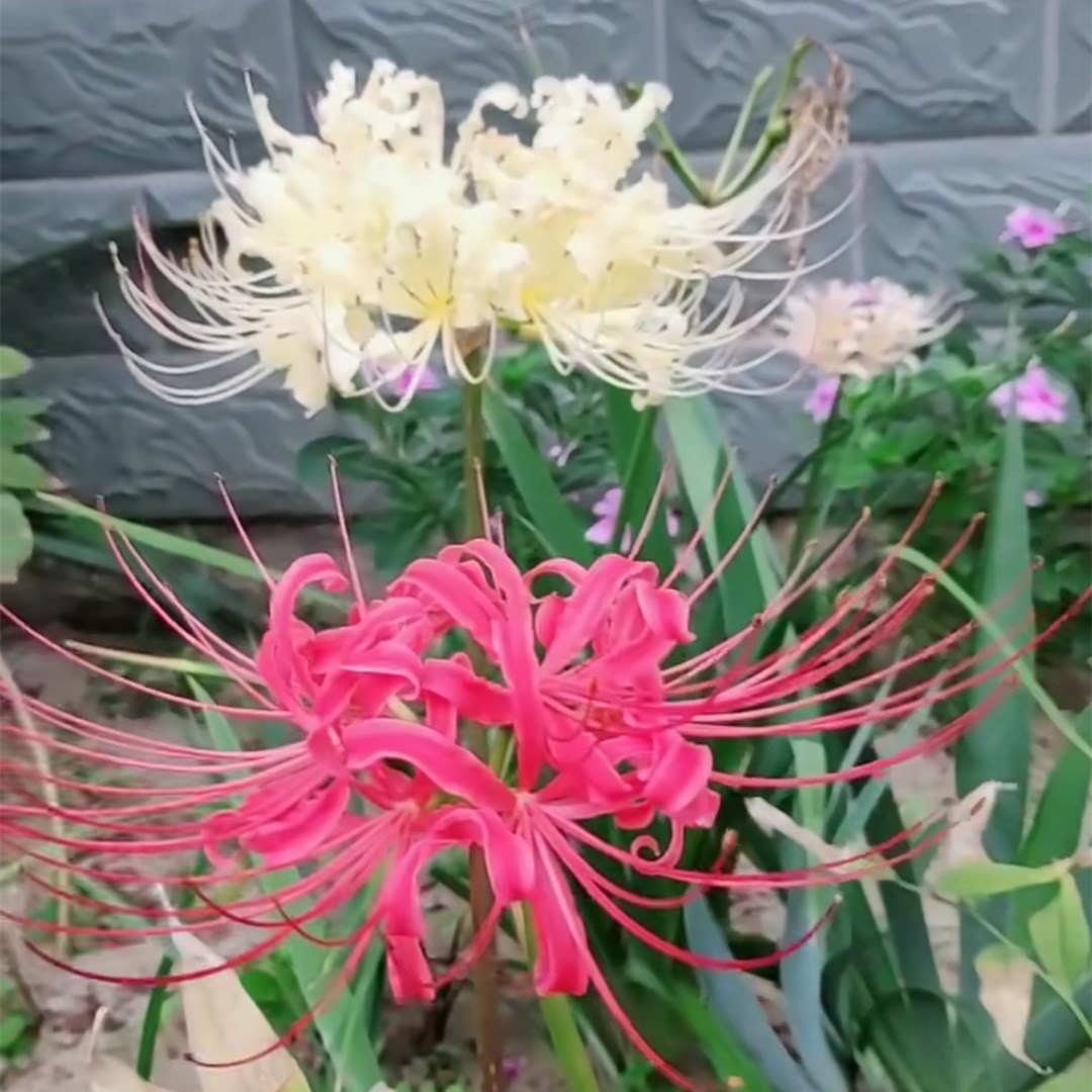 彼岸花盆栽四季开花曼珠沙华耐寒石蒜花室内净化空气庭院花卉