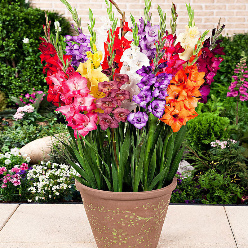 剑兰花卉易活好植物开花四季盆栽兰花绿植室内外时令草本花卉