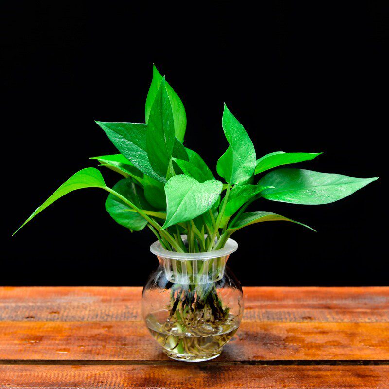 绿萝水培甲醛绿叶常绿叶禄萝盆栽摆件植物水养绿植
