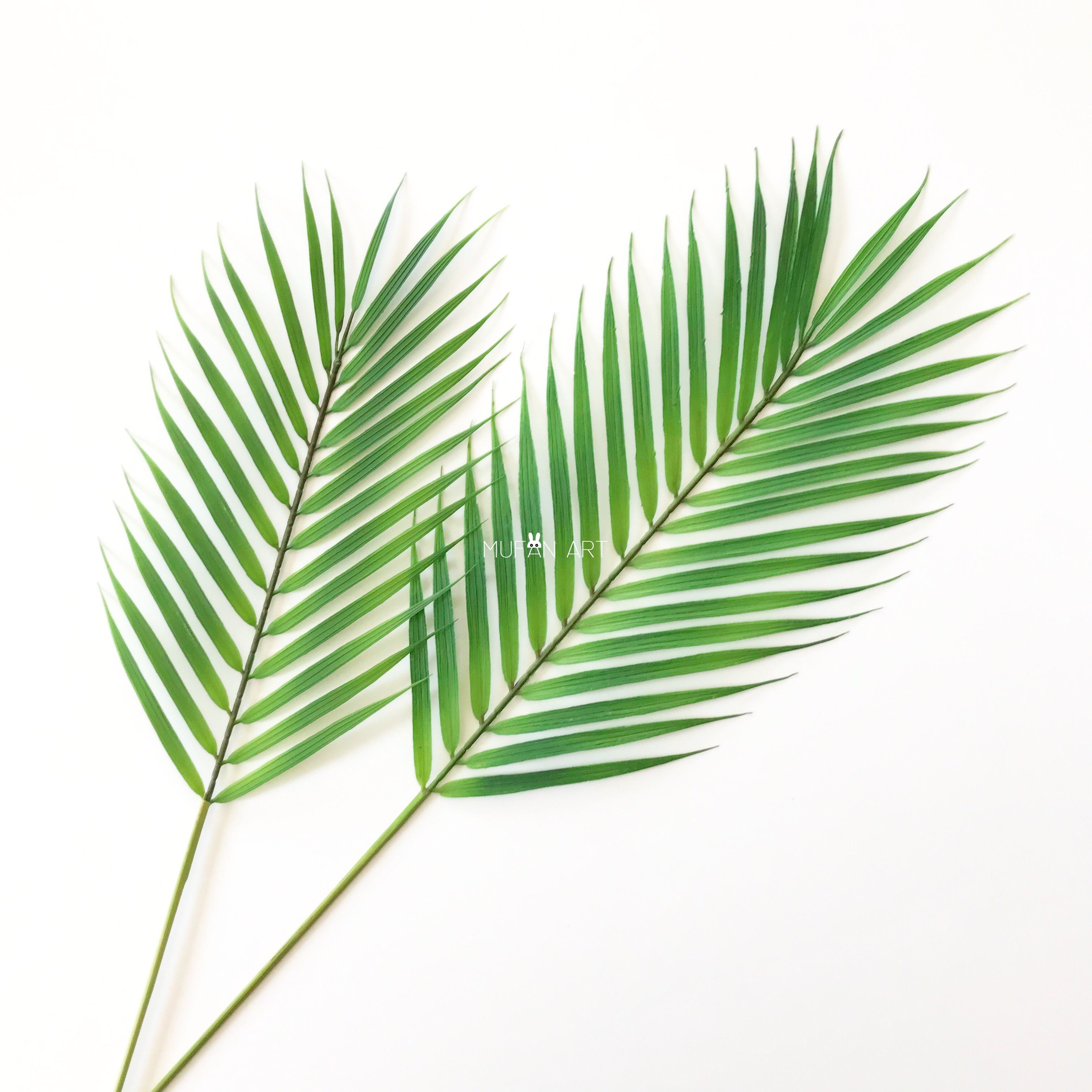 ins仿真尖叶散叶葵叶拍照摆拍叶子绿植花艺仿真花