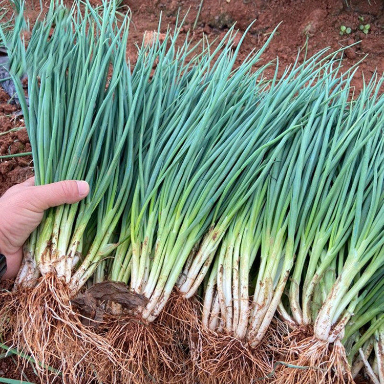 四季种子上海小香香葱阳台盆栽农家庭院易种家庭园艺种子