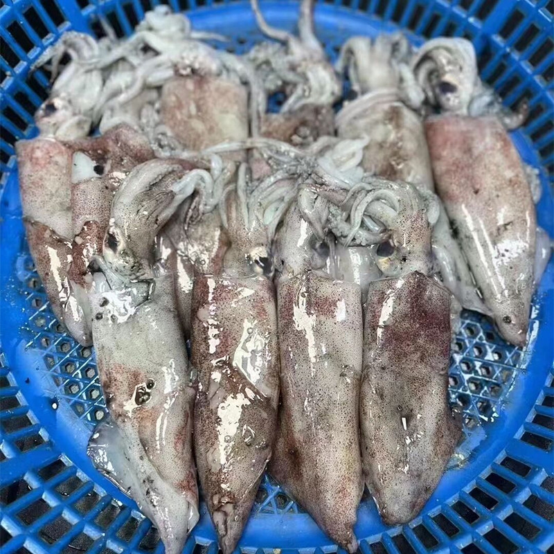 舟山本地硬皮鱿鱼新鲜速冻发货鲜活冷冻海兔冷冻鱿鱼