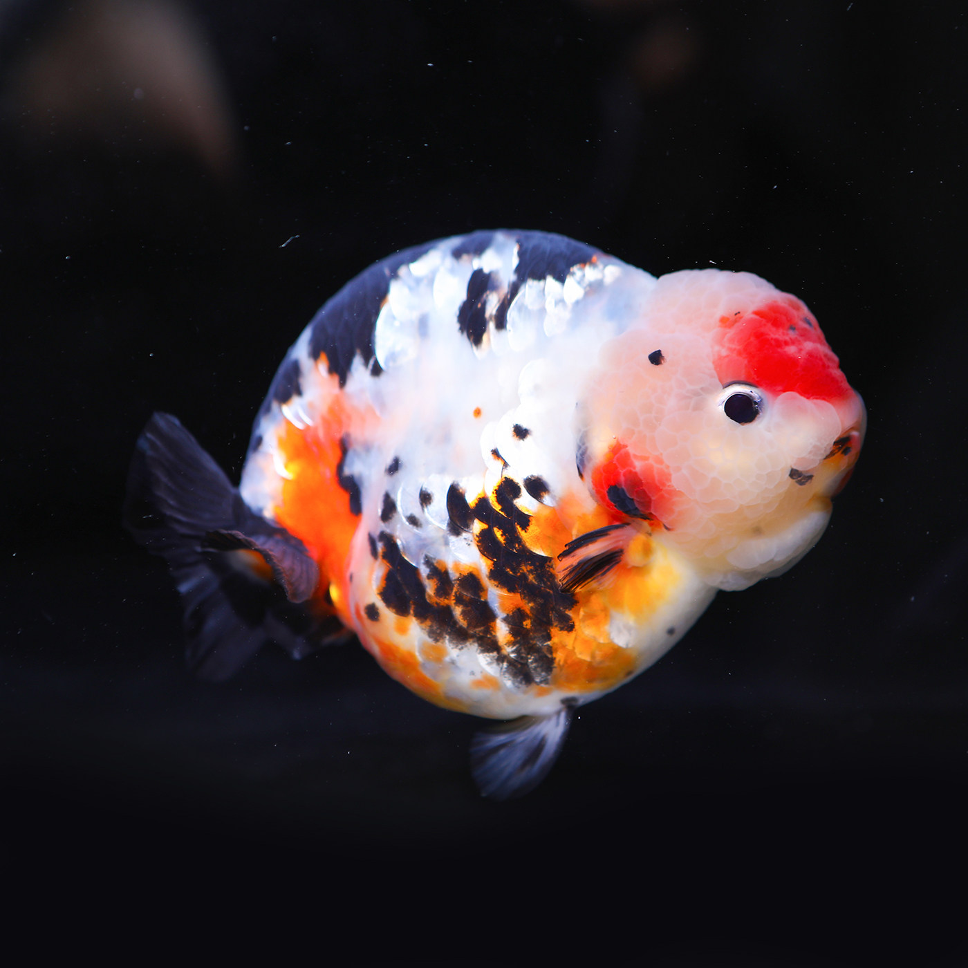 潘式小尾兰金鱼活体精品奶牛活鱼观赏鱼冷水中型鱼